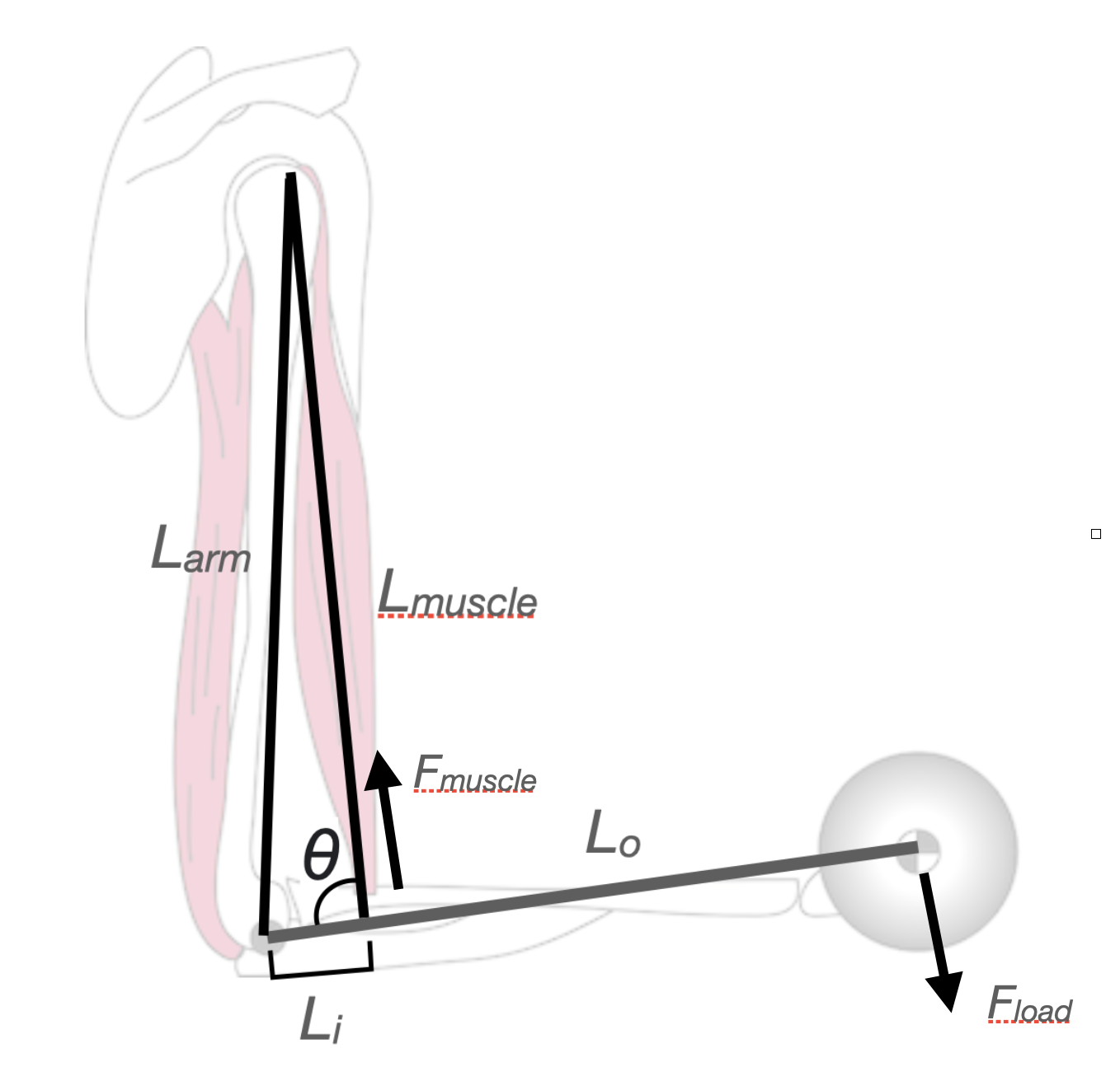 Fig. 3: The human elbow lever.