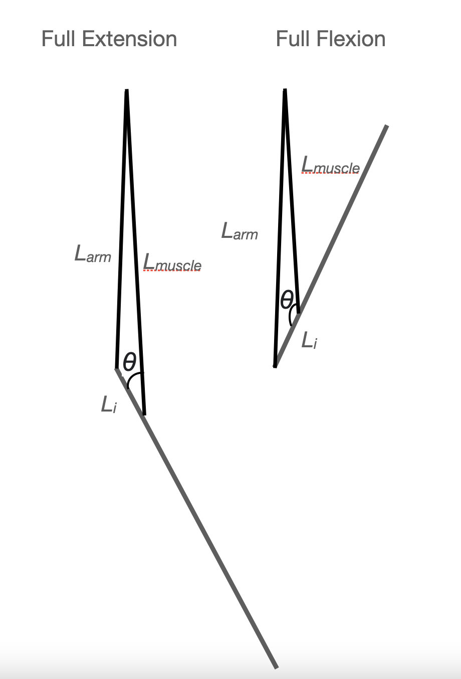 Fig. 4: The human elbow lever at full extension and flexion. Notice how the insertion angle and $L_{muscle}$ change