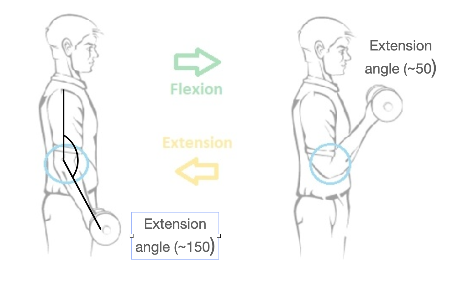 Fig. 1: The human elbow lever at full extension and flexion.