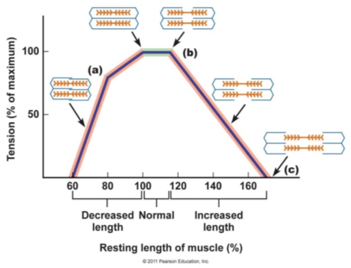 Fig. 5: The force-length relationship of vertebrate muscle